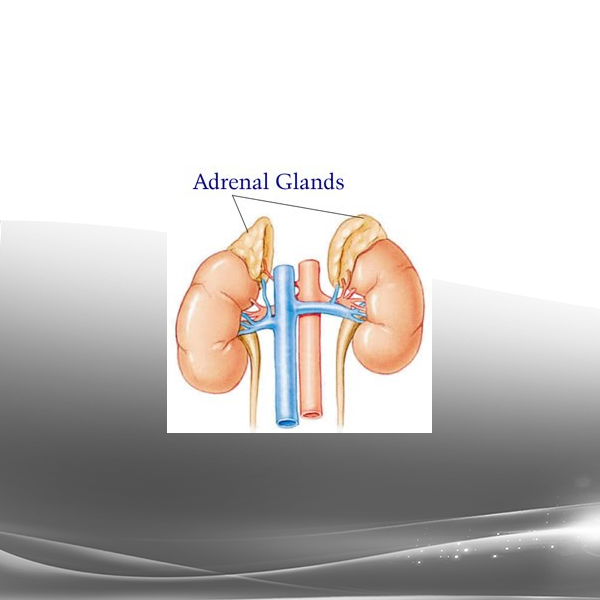 Michael Davis Golzmane - Spiritual Clearing Psychic Surgery & Repairing of the Adrenal Glands